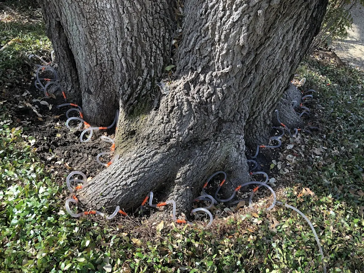 Detailed Tree Cabling and Bracing job site in Reklaw